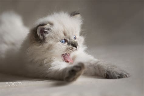 Ragdoll Cute Cats Cute Cats