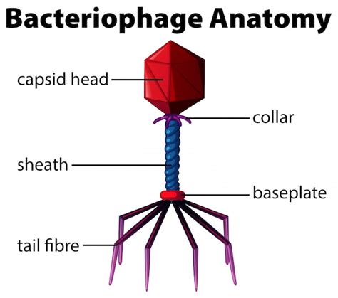 Diagramme Montrant L'anatomie Du Bactériophage | Vecteur Gratuite