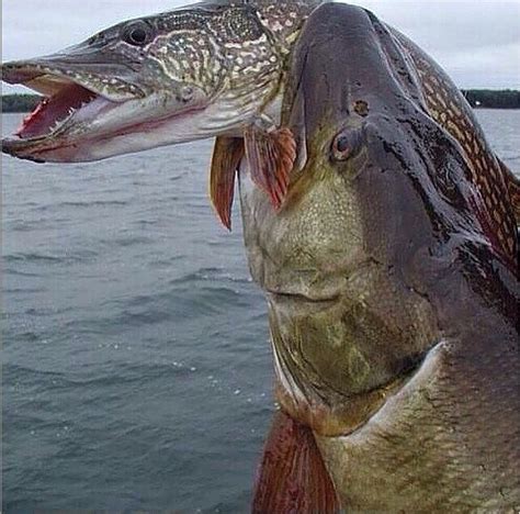 Tiger #Musky | Musky fishing, Cool fish, Fish