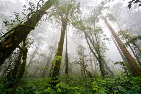 Bringing The “Rain” In Rainforest: Scientists Discover How Trees Help ...