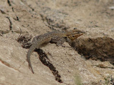 Side-blotched Lizard Photograph by Carl Moore - Fine Art America