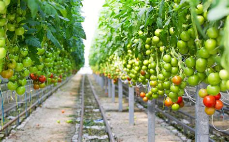 玻璃温室番茄无土栽培根际 EC 与 pH调控_无土栽培技术_寿光市九合农业发展有限公司