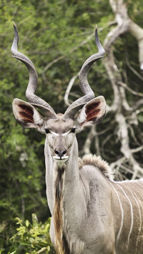 1081x1920 Resolution kudu, antelope, horns 1081x1920 Resolution Wallpaper - Wallpapers Den