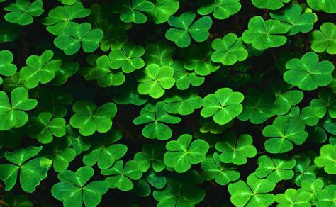 Shamrocks Wallpapers - Wallpaper Cave