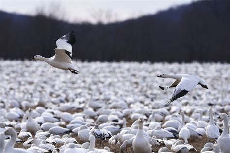 How do migratory snow geese at Middle Creek know when to stop gorging and to fly again ...