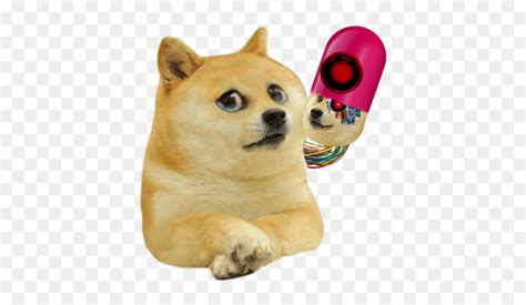 Kid Doge Png, Transparent Png - vhv