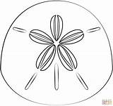 Sand Dollar coloring Page  Free Printable Coloring Pages sketch template