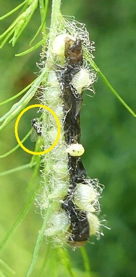 Parasitoid Wasp - BugGuide.Net