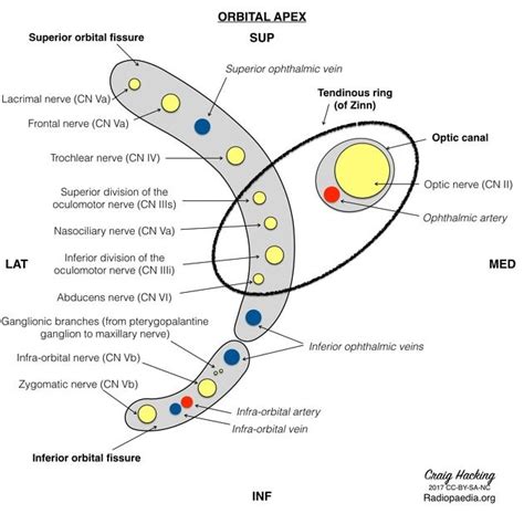 the structure of an animal's nervous system, including its inner and outer limbs