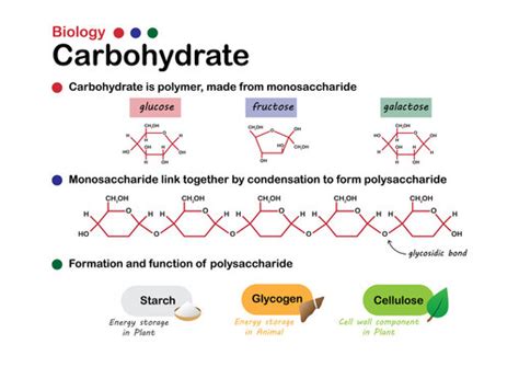 Glucose Formation From Non Carbohydrate Sources Clipart