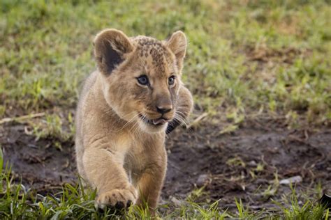 Three Adorable Lion Cubs At Werribee Open Range Zoo