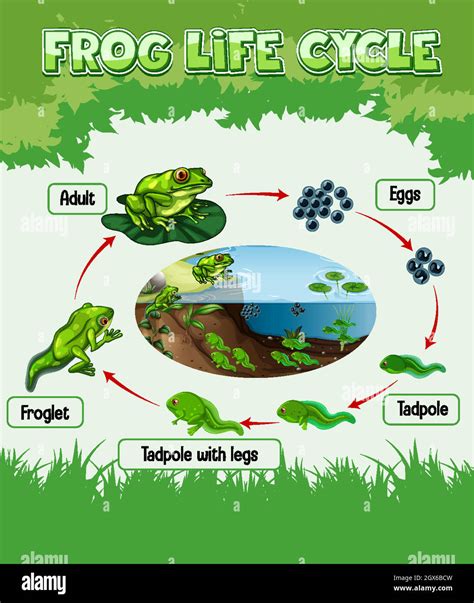 Life Cycle Of Frog Images