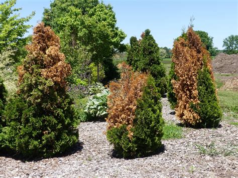 Winter Burn on Evergreen Trees and Shrubs - Door County Pulse