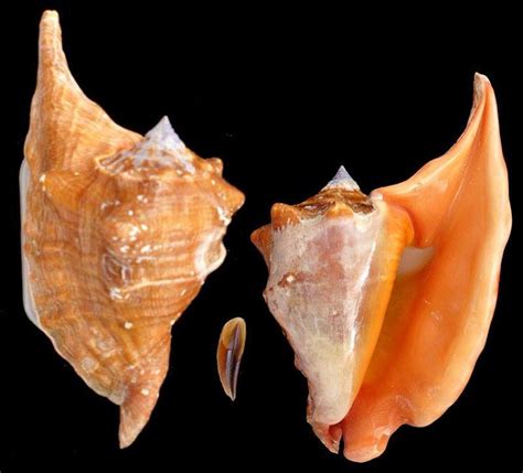 Gastropoda Stromboidea | Species / Lobatus Peruvianus | Species, Fire image, Sea shells