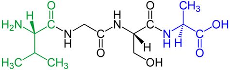 molecular structure - Orientation of amide bonds in a simplified polypeptide drawing - Chemistry ...