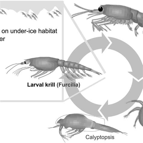 Antarctic Krill Diagram