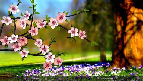 50 Beautiful Flower Wallpaper Images For Download