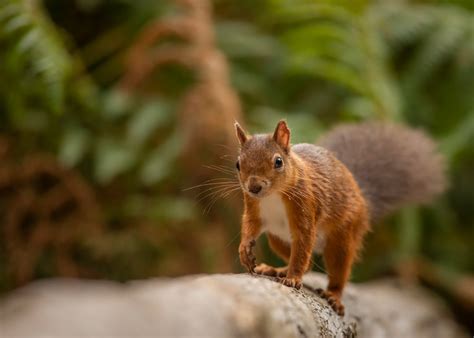 Dorset in South-west England | Wildlife Worldwide