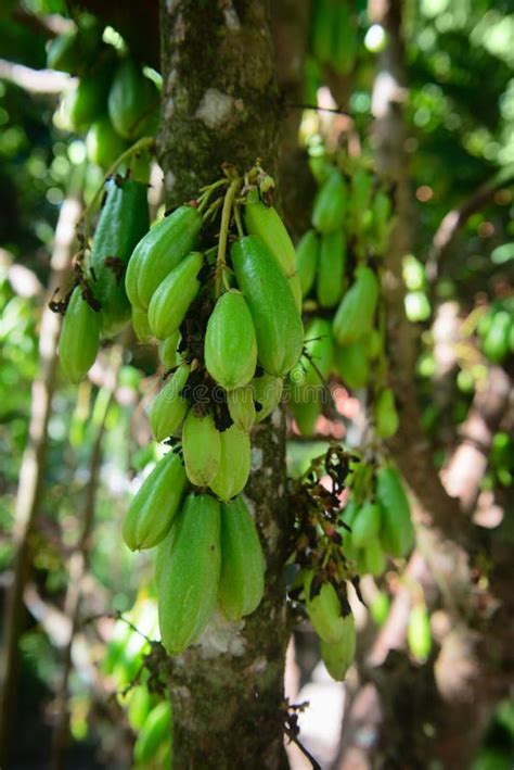 Kamias Fruit Clinging To A Tree In Southeast Asia Stock Image - Image of flora, bark: 60664647