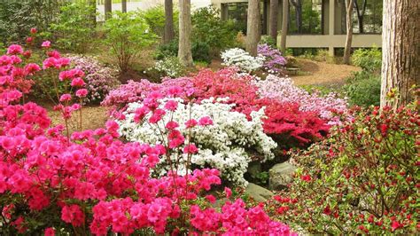 Rhododendron Garden | Goizueta Gardens | Atlanta History Center