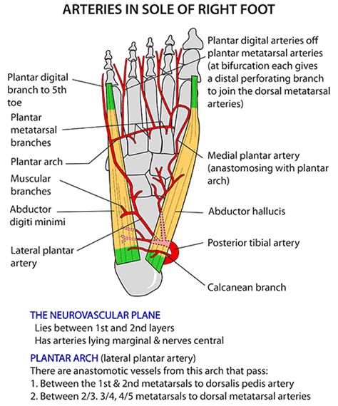 Instant Anatomy - Lower Limb - Areas/Organs - Foot - Plantar arterial ...