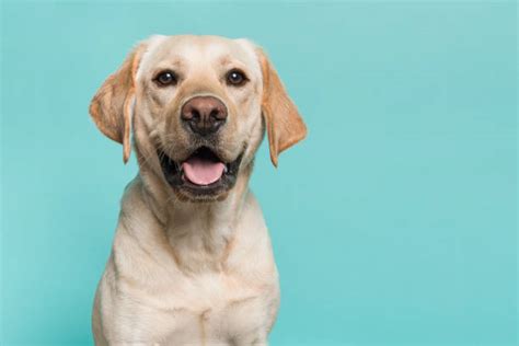 125,100+ Labrador Retriever Stock Photos, Pictures & Royalty-Free Images - iStock