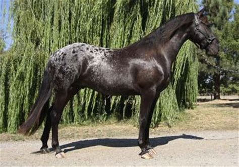 1000+ images about Horses - Friesian x Appaloosas on Pinterest | Growing up, Cas and Beautiful