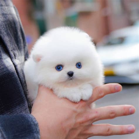 Jorro - Merle Pomeranian Male | Mini Teacup Puppies