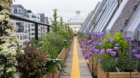 Buzzing and blooming - London’s rooftop gardens are a breath of fresh ...