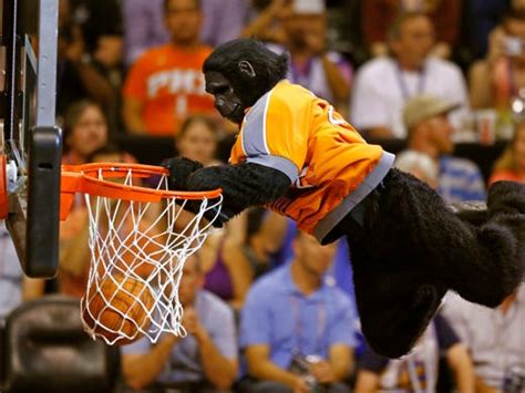 Phoenix Suns Gorilla to celebrate a birthday