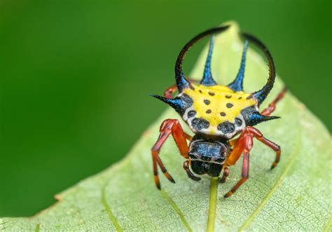 Orbweavers (Gasteracantha clavigera) - Bali Wildlife