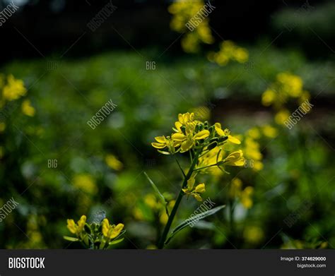 Mustard Flower Plant Image & Photo (Free Trial) | Bigstock