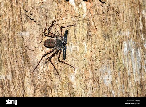 Giant whip-spider (Charon grayi) from Tangkoko National Park, North Sulawesi, Indonesia Stock ...