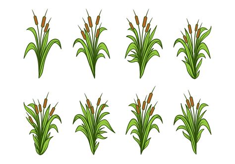 Free Hand Drawn Cattails Vector Set 124124 Vector Art at Vecteezy