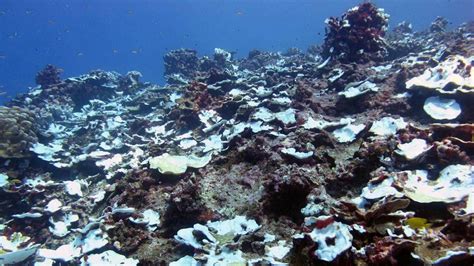 Pacific coral reef keeps recovering from coral bleaching