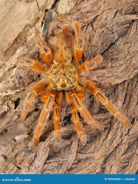 Usambara Orange Baboon Tarantula. Stock Photo - Image of stealth, arachnid: 50548580