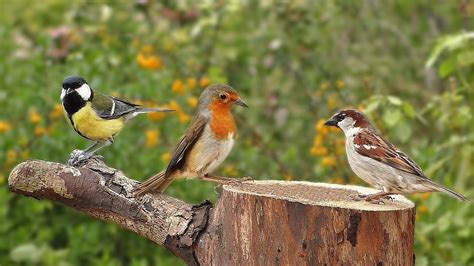 Birds Singing in The Morning : Garden Birds Video and Bird Sounds - YouTube