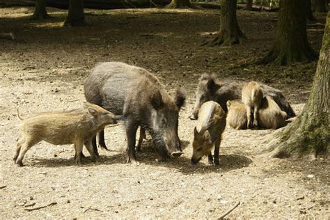 The Maternal Wild Hog - Hog Blog | HOGMAN