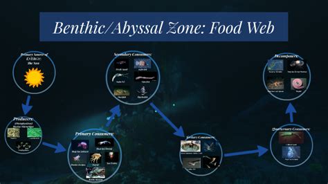 Benthic & Abyssal Zone: Food Web by on Prezi