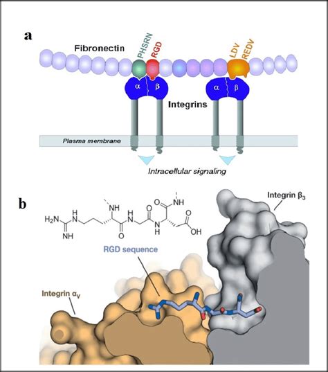 RGD-integrin interaction: a fibronectin bound to the and β3-subunit of... | Download Scientific ...