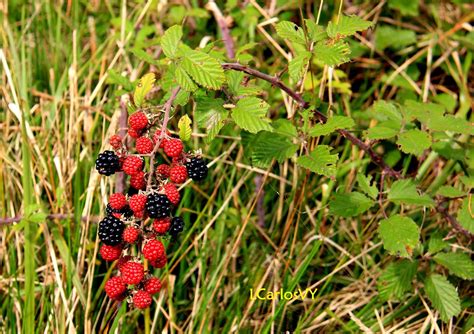 Plantas silvestres de Asturias: Zarza, zarzamora, mora – Rubus Ulmifolius