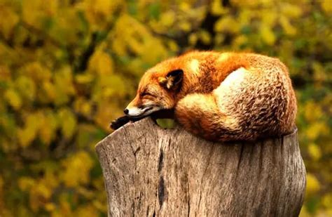 Red Fox - Description, Habitat, Image, Diet, and Interesting Facts