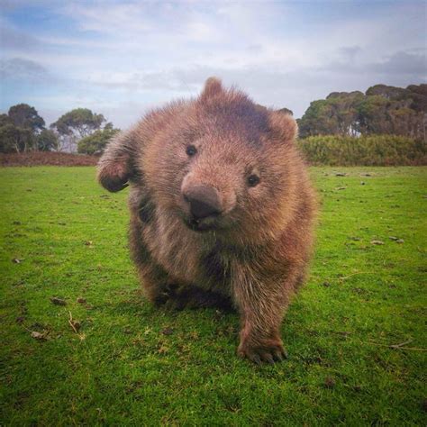 A wombat striking a pose. : photoshopbattles