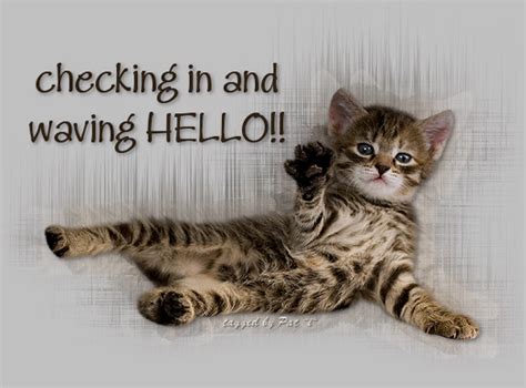 kitten waving hello | Hello kitten, Cute funny animals, Funny cats