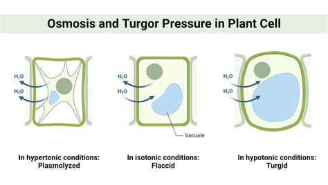 Plasmolysis: Types, Forms, Examples, Significance