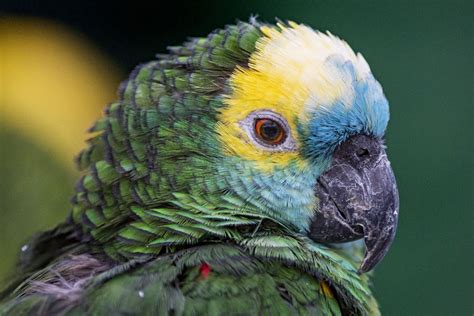 Amazon Rainforest Birds | Photos & Info | Thinkjungle.com