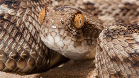 A pill for heavy metal poisoning may also save snakebite victims