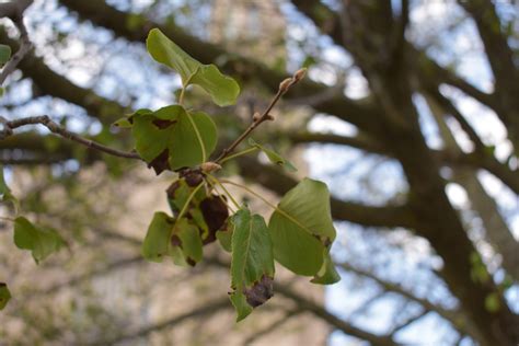 Pear trees dying in RVC’s downtown | Herald Community Newspapers | liherald.com