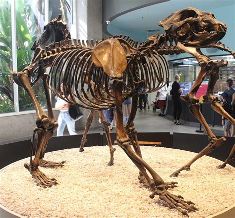 Bear: Arctodus Short Faced Bear skeleton fossil cast replica Updated 2 – BigfootCasts.com