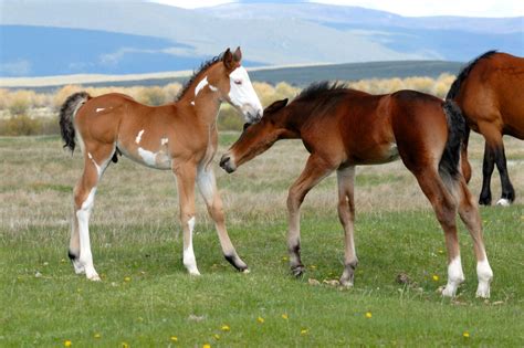 All About Baby Horses (Gestation, Terms, Fun Facts) - Horse Rookie